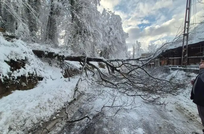 Sinop’ta kara yolunda ağaç devrildi
