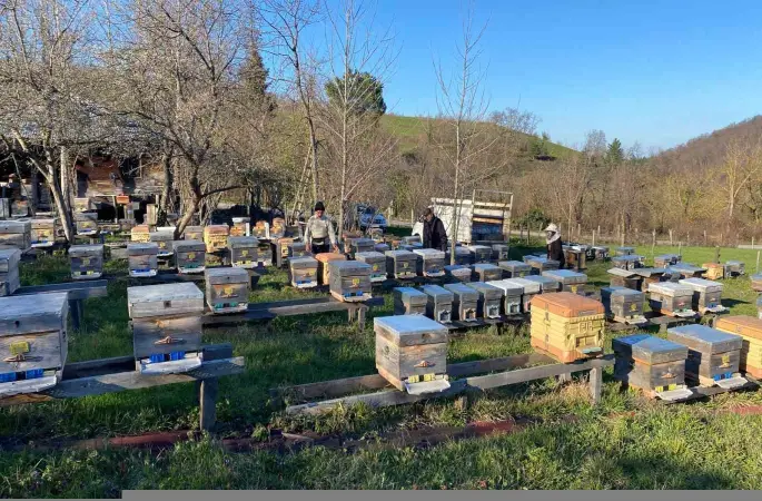 Sinop’ta soğuk hava arıcılığı olumsuz etkiliyor
