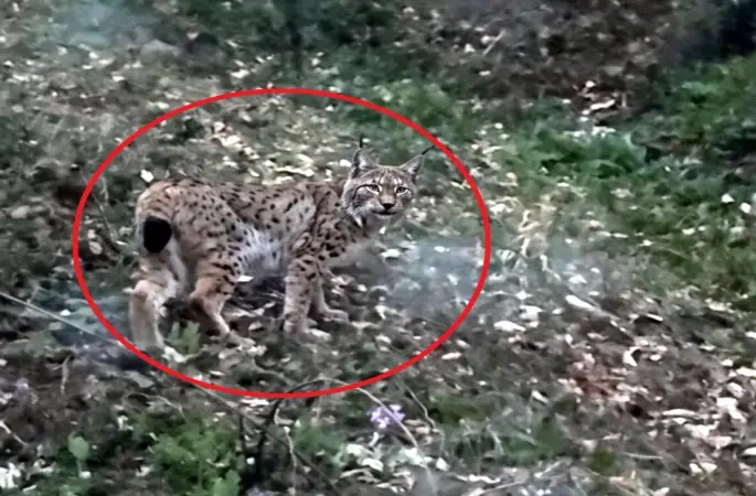 Sinop’ta vaşak görüntülendi
