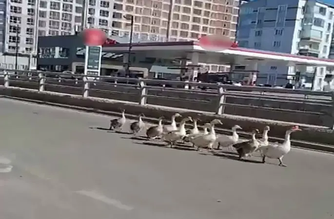 Sivas’ta kazların geçidi böyle görüntülendi
