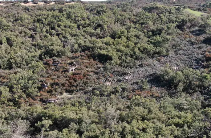 Sosyal medyada paylaşıldı, Tuzla’daki geyikler ilgi odağı oldu
