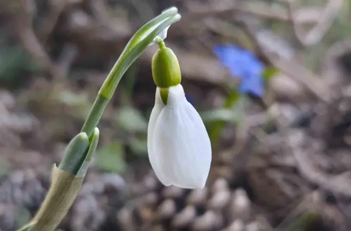 Spil’de kardelenler ikinci kez açtı
