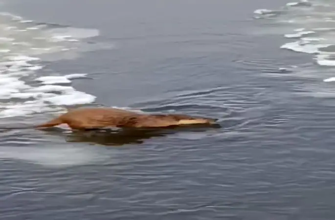 Su samuru, buz üstünde balık yerken görüntülendi
