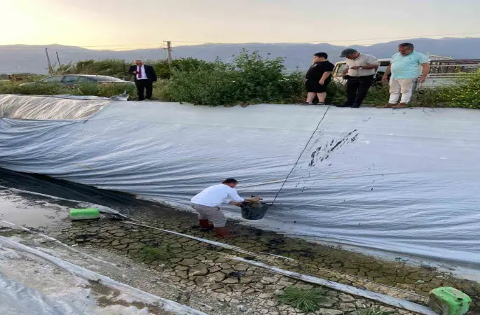 Sulama havuzuna düşen 5 yavru köpeği belediye ekipleri kurtardı
