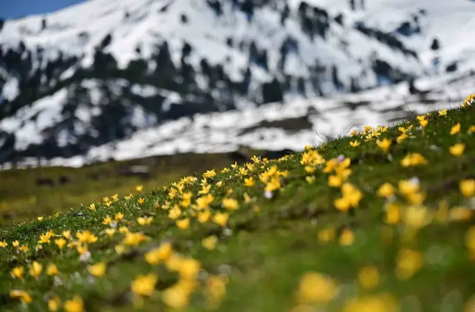 Süleymaniye’de renk cümbüşü: Sarı ve mor çiğdemler açtı
