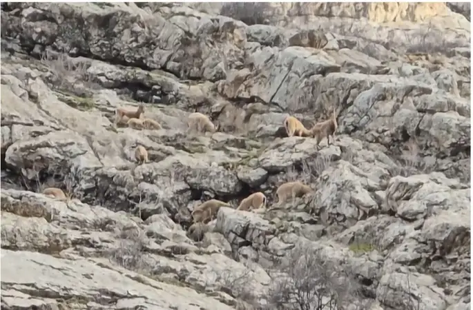 Sümbül Dağı’nda sürü halinde dağ keçisi görüntülendi
