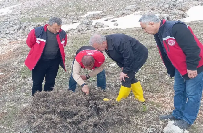 Süne mücadelesi için ilkbahar kışlak sürveyleri yapıldı
