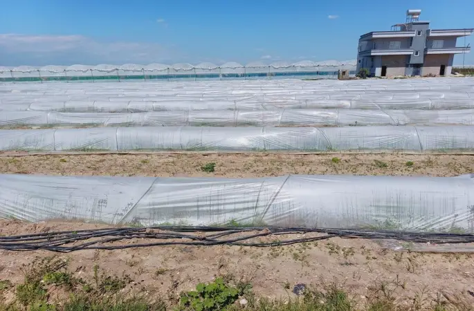 Tarım ve Orman Bakanlığından, bir çiftçinin satamadığı kıvırcıkların koyunlara yem edildiği iddialarına yalanlama
