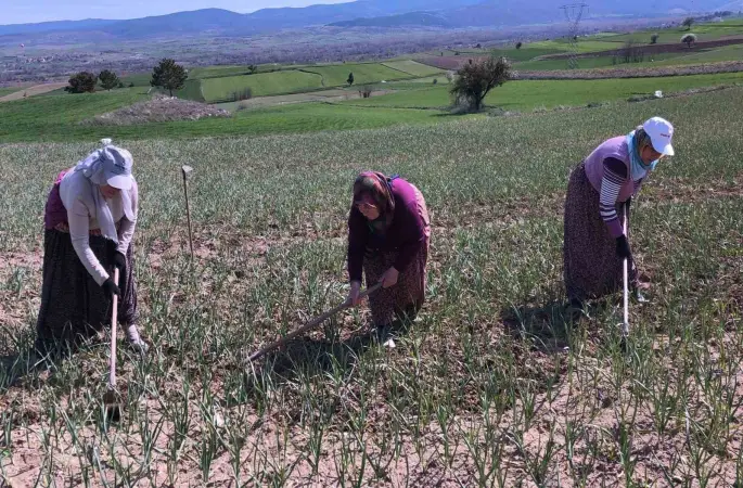 Taşköprü sarımsağı tarlalarındaki zararlı otları tek tek topluyorlar
