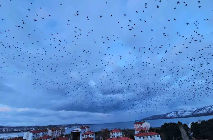 Tatvan’da gökyüzünü kaplayan binlerce kuş görsel şölen sundu
