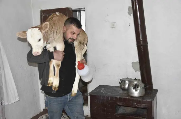 Tatvan’da hasta buzağıya evde özel bakım

