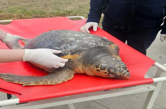 Tekirdağ’da ölü bulunan caretta caretta incelemeye alındı

