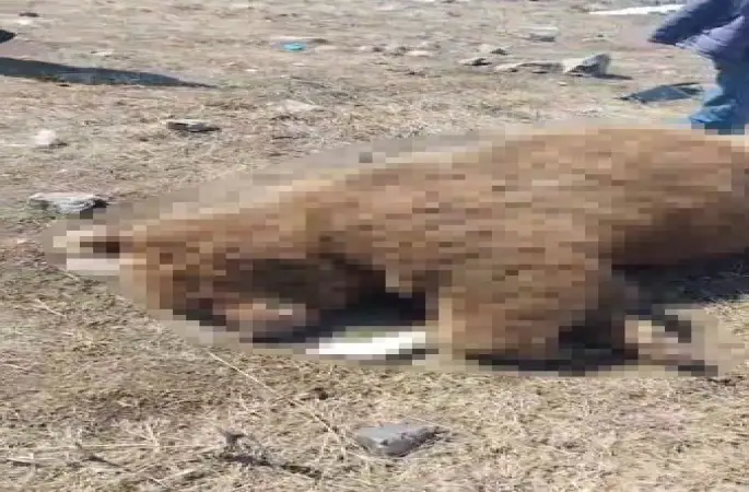 TIR’ın çarptığı boz ayı telef oldu
