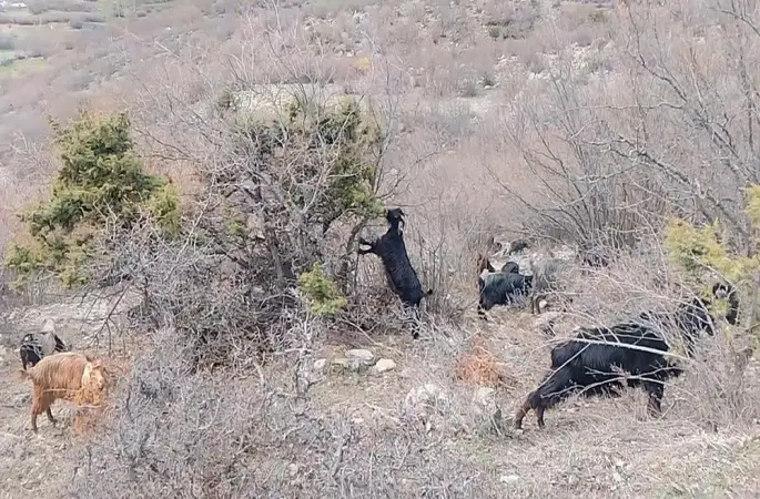 Tokat’ta yaylada kışın ayazında türküleriyle ısınan çoban, baharı da türküyle karşıladı
