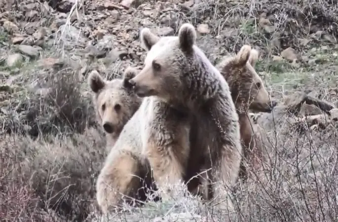 Tunceli’de anne ayı ve yavruları görüntülendi
