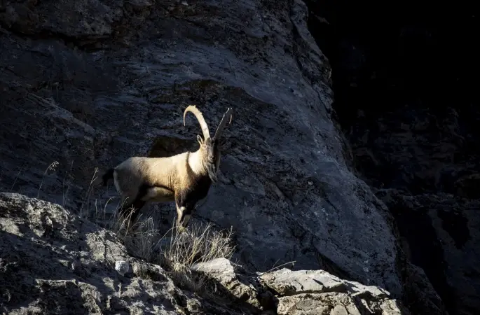 Tunceli'de yaban keçileri Munzur Vadisi'ne indi