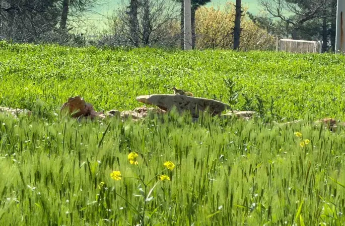 Türkiye’de nesli tehlike altında olan ’kızıl sincap’ çağla yerken görüntülendi

