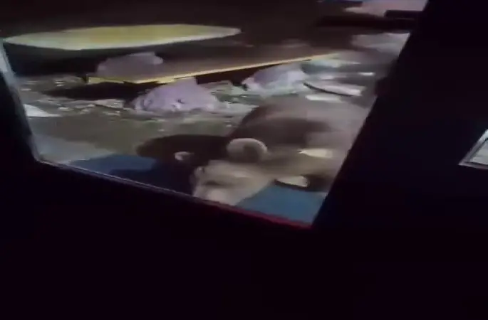 Uludağ’da ayı ailesi kamerada...Ani hareket paniğe neden oldu
