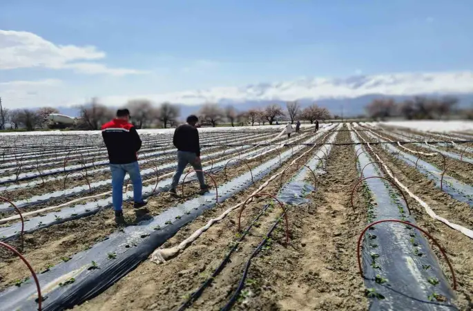 Üzümlü’de biber fideleri toprakla buluştu
