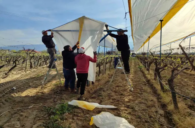 Üzümün başkentinde bağlar tüllerle kaplanıyor
