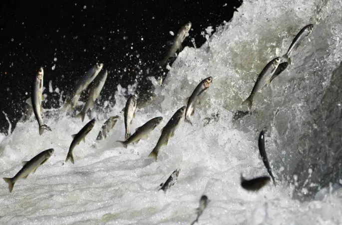 Van Gölü Havzası’nın doğusundaki yağış bolluğu tarımı ve inci kefali göçünü olumlu etkileyecek
