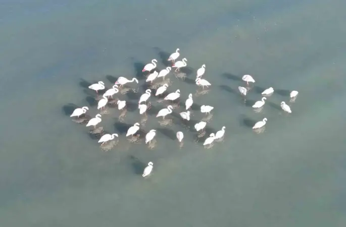 Van Gölü havzasının zarif misafirleri: Allı turnalar Erçek Gölü’ne gelmeye başladı
