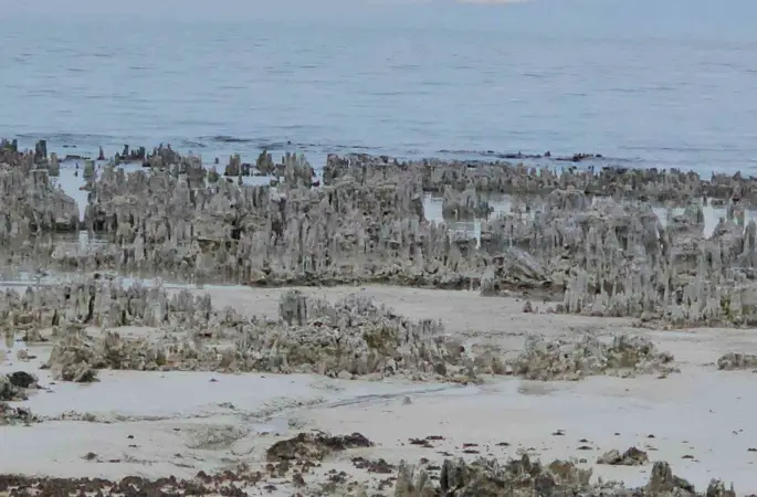 Van Gölü’nde kuraklık alarmı: Adilcevaz sahilinde mikrobiyalitler gün yüzüne çıktı
