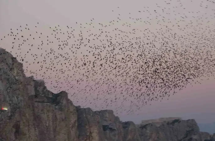 Van Kalesi’nde eşsiz bir gösteri: Sığırcık kuşları havada dans etti
