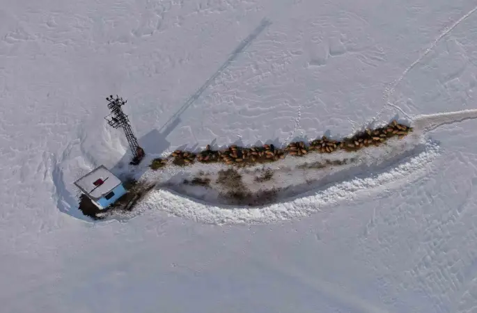 Van’da besicilerin karda zorlu mesaisi sürüyor
