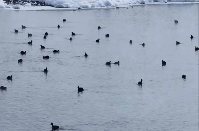 Van’da Kaz Gölü kuşların mekanı oldu
