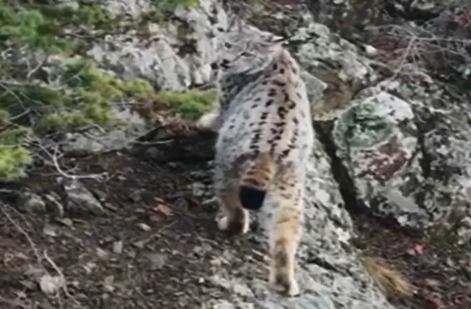 Yaban hayatında nadir görüntü: Artvin’de dağların zirvesinde gebe vaşak kamerada
