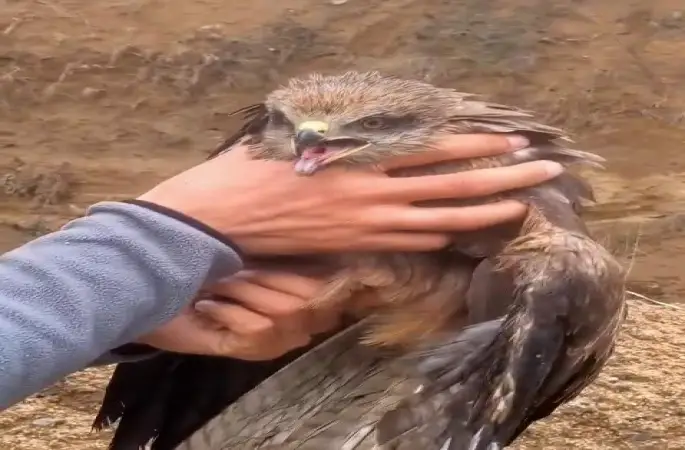 Yakalan yaralı şahin, ekiplere teslim edildi
