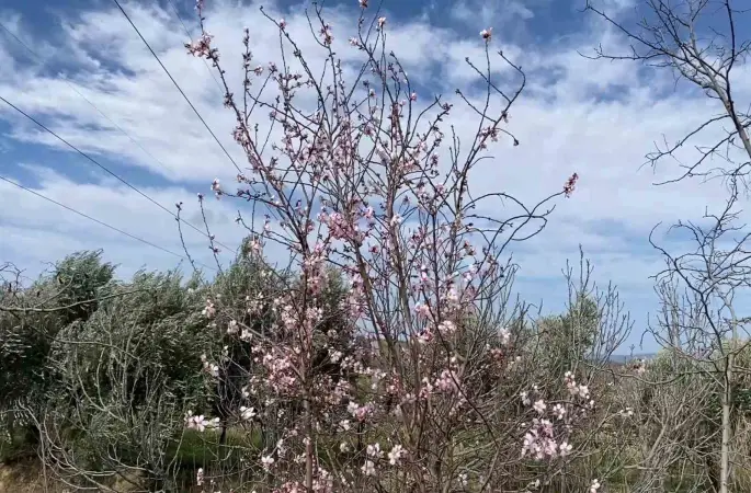 Yalancı bahar aldattı, badem ağaçları çiçek açtı
