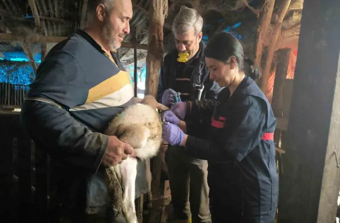 Yalova’da hayvan sağlığına yönelik çalışmalar sürüyor
