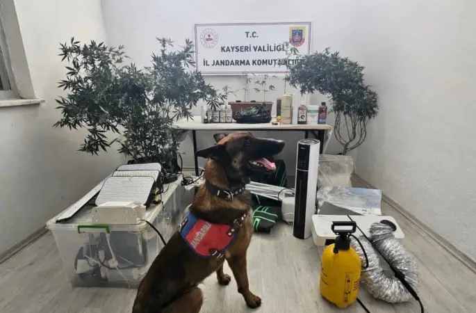 Yasadışı kenevir eken şahıs yakalandı
