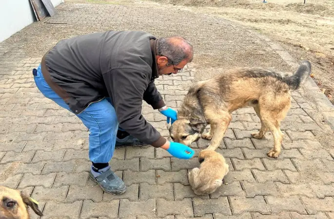 Yemek artıkları mamaya dönüşüyor
