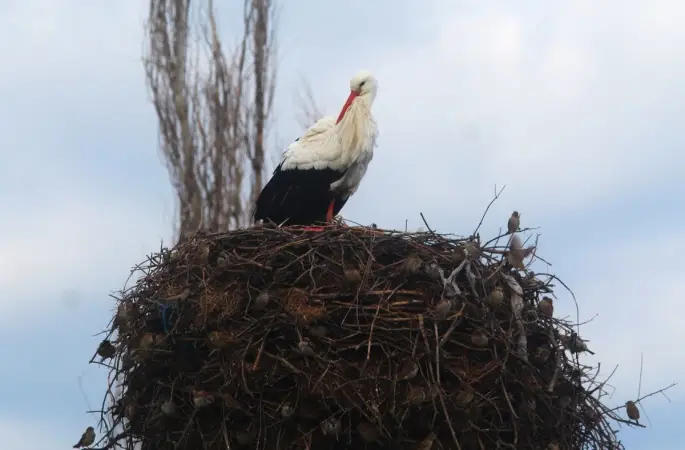 Yılın ilk leylekleri gelmeye başladı, ilk gören 1 çuval unu kaptı
