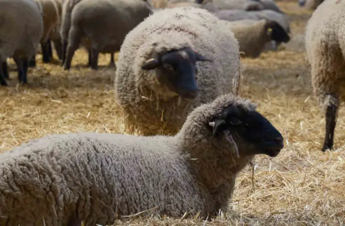 Yılların Merinos Koyunu’na yeni etçil rakip geldi: Bandırma Koyunu
