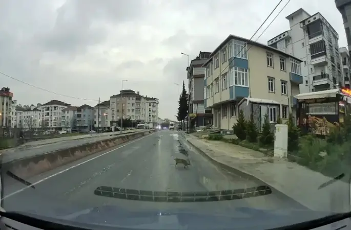Yoldan geçerken arabanın altında kalan kedi koşarak kaçtı: O anlar araç kamerasına saniye saniye yansıdı
