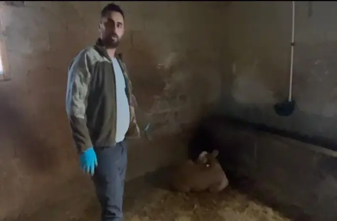 Yozgat’ta ahırlara yıldırım düştü, hayvanlar telef oldu
