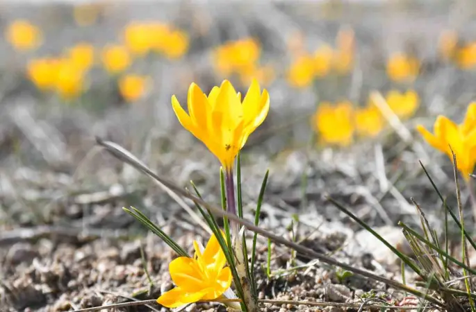 Yozgat’ta bu yıl çiğdemler baharı erkenden müjdeledi
