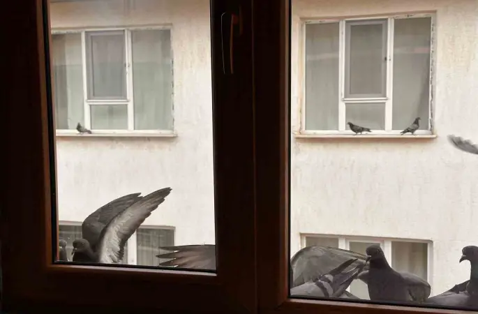 Yürekleri ısıtan davranış: Minik öğrenciden kuşlara ekmek
